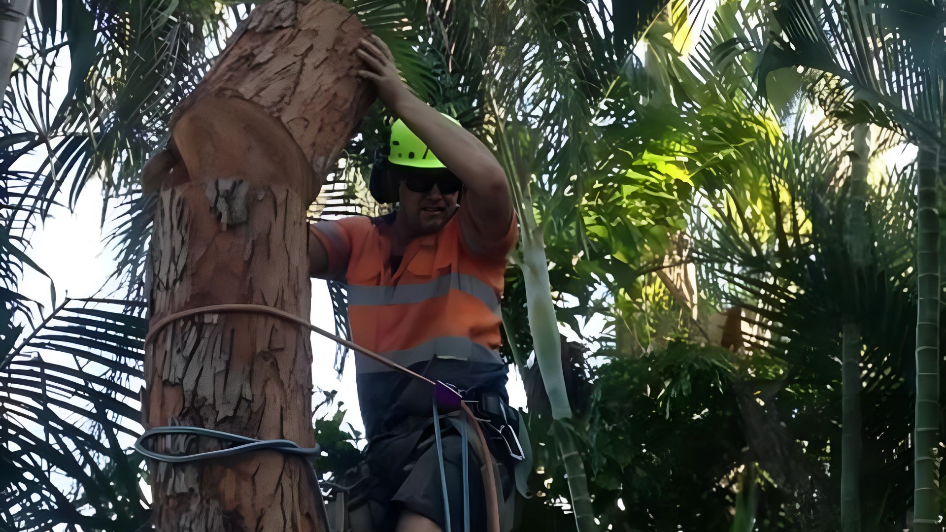 Tree Lopping Brisbane Northside |Tree Removal & Arborist Services